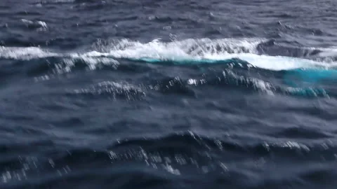 Humpback Whale's Peduncle Slap Stock Footage 330149478