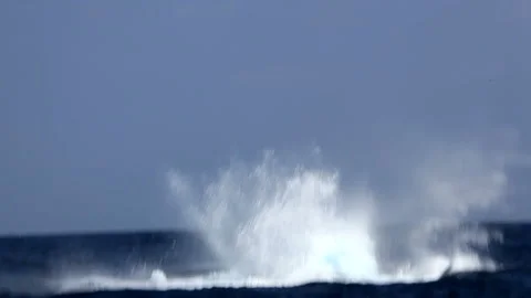 Humpback Whale's Peduncle Slap Stock Footage 330149480