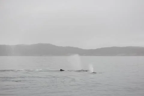 Humpback whales Stock Photos