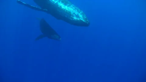 Humpback Whales Playing in Deep Blue Ocean. Mother and Baby Whale Swim Togeth Stock Footage 63500911