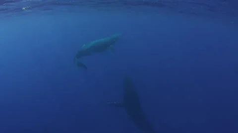 Humpback whales playing Stock Footage 25452981