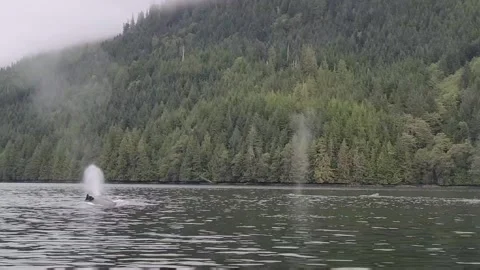 Humpback whales with a rainforest in behind Video stock 167294804