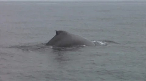 Humpback Whales Spouting and diving 스톡 동영상 38317340
