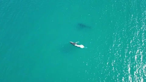 Humpback Whales spouting, surfacing, rolling and playing Stock Footage 281143709