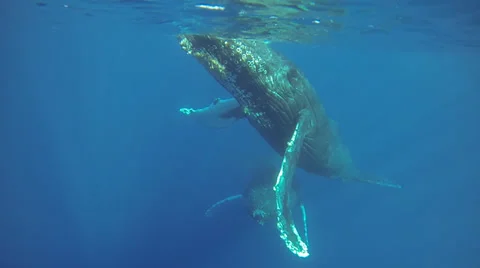 Humpback Whales on Surface Stock Footage 35480452