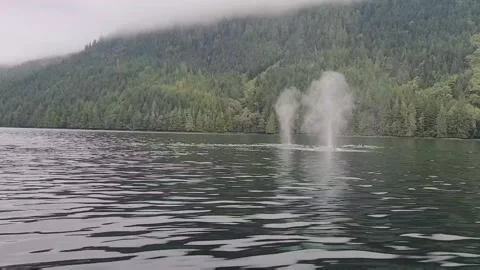 Humpback whales surface with rainforest in behind Video stock 167294852