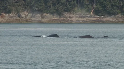 Humpback whales surfacing Stock Footage 85536192