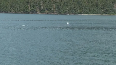 Humpback whales surfacing Stock Footage 85536203