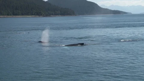 Humpback whales surfacing Stock Footage 85536214