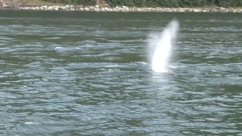 Humpback whales surfacing Stock Footage 85536225