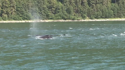 Humpback whales surfacing Stock Footage 85536233