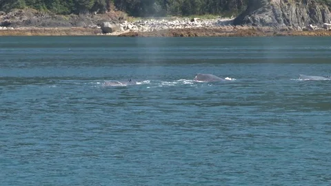 Humpback whales surfacing Stock Footage 85536239