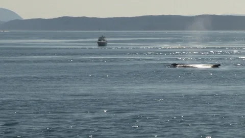 Humpback whales surfacing Stock Footage 85536248