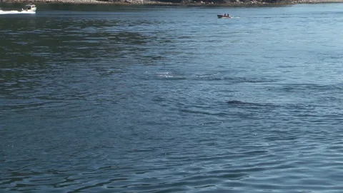 Humpback whales surfacing Stock Footage 85536250