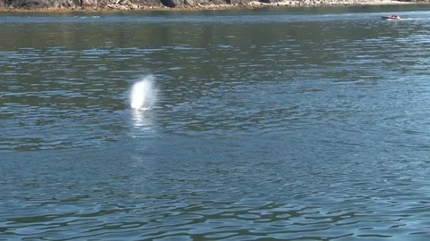 Humpback whales surfacing Stock Footage 85536256