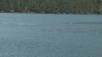 Humpback whales surfacing Stock Footage 85561972