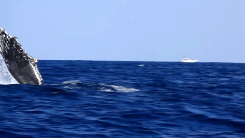 Humpback Whale's Tail Slap and Pectoral Slap Stock Footage 330149449