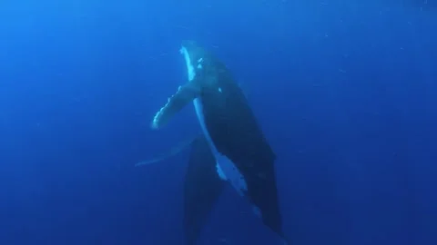 Humpback Whales in Tonga Stock Footage 330466483
