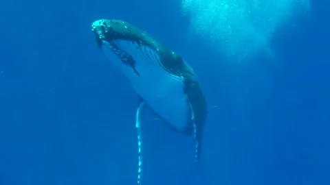Humpback while underwater swims by and waves fin Stock Footage 138896140