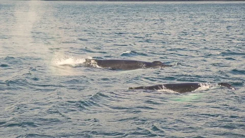 Humpbacks in the Atlantic Ocean Stock Footage 85859362