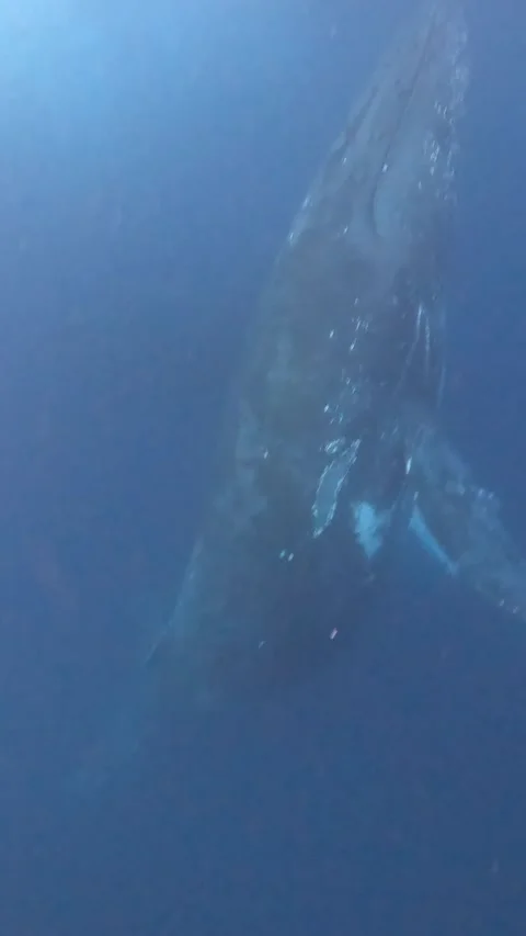 Humpbacks hunted by false orcas Stock Footage 315113683