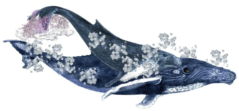 Humpbacks Stock Illustration