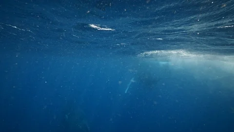 Humpbacks Whales underwater Stock Footage 99663584
