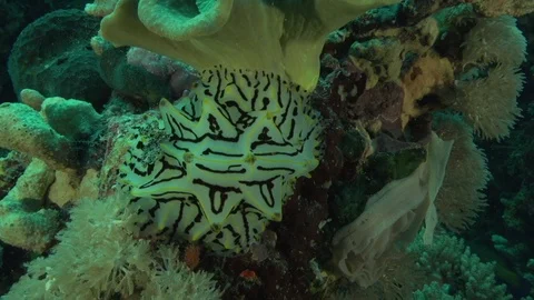Humped halgerda (Halgerda willeyi) Sanganeb Red sea Sudan. Video stock 87043576