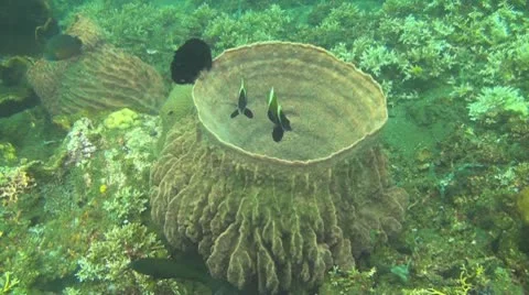 Humphead bannerfish Stock Footage 10737848