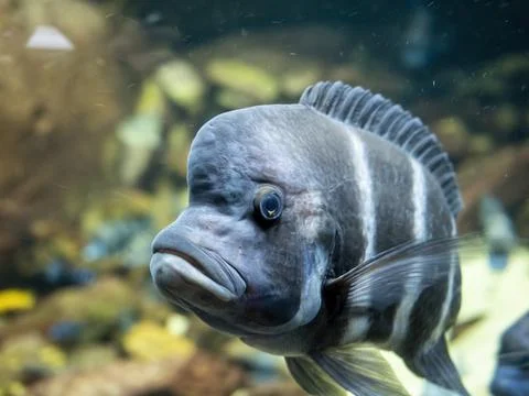 Humphead cichlid in close-up portrait Stock Photos