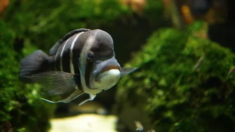A Humphead cichlid fish floating Stock Footage 294931873