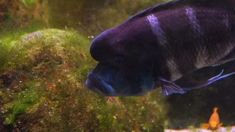 Humphead cichlid fish  Video stock 244550698