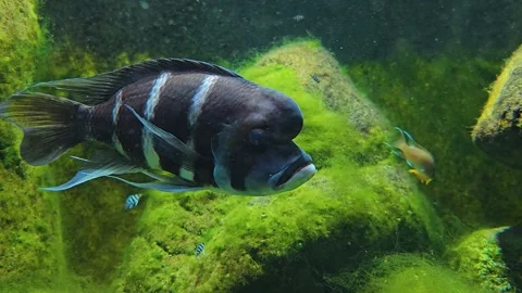 A Humphead cichlid fish Stock Footage 245046805
