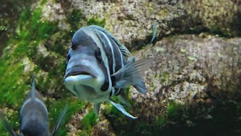 A Humphead cichlid fish Stock Footage 275559899