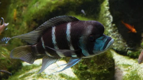 A Humphead cichlid fish  Stock Footage 278011108