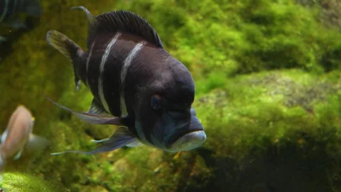 A Humphead cichlid fish Stock Footage 278014436