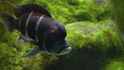 A  Humphead cichlid fish  Stock Footage 278046113