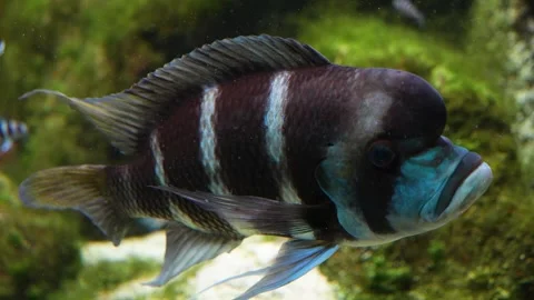  a Humphead cichlid fish  Stock Footage 278046859
