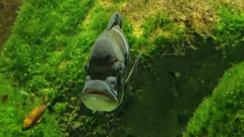 Humphead cichlid fish Stock Footage 296838804