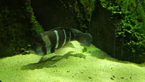 A Humphead cichlid fish resting Stock Footage 296555561