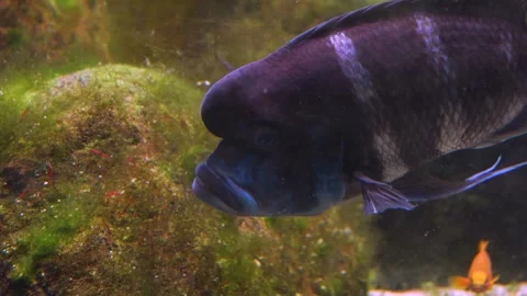 A humphead fish Stock Footage 244344695