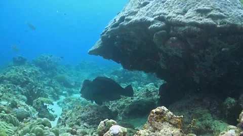 Humphead Parrotfish with cleanerfish Stock Footage 51630554