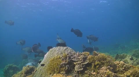 Humphead parrotfish Stock Footage 41899658