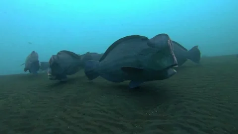 Humphead Parrotfish at sandy bottom  Video stock 130376313