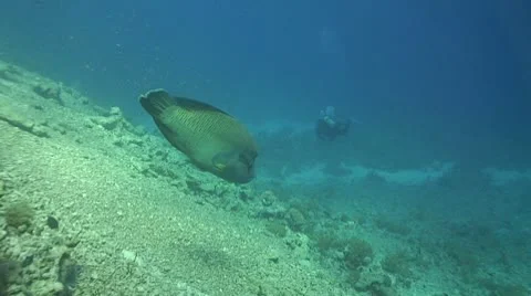 Humpheadfish 動画素材 10712653