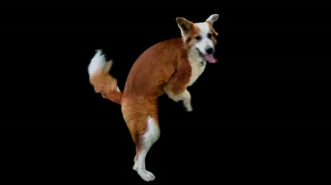 Humping Dog with Matte Stock Footage