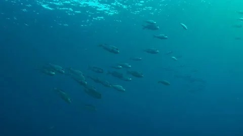 Humpnose big-eye bream Stock Footage 41903138