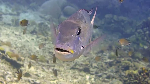 Humpnose big-eye bream, Longface emperor looking at me , Raja Ampat Stock Footage 80454188