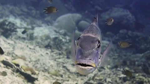 Humpnose big-eye bream monotaxis grandoculis looks at me , face to face,Raja A. Stock Footage 80623324