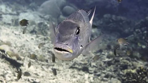 Humpnose big-eye bream, monotaxis grandoculis  is looking at me , Bali Stock Footage 80664661